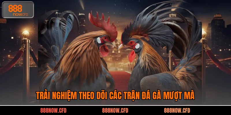 Trải nghiệm theo dõi các trận đá gà mượt mà 